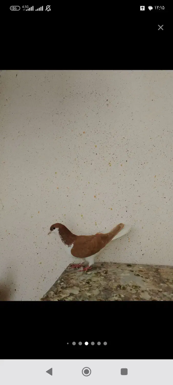 چپ زرد|پرنده|سبزوار, علمدار|دیوار