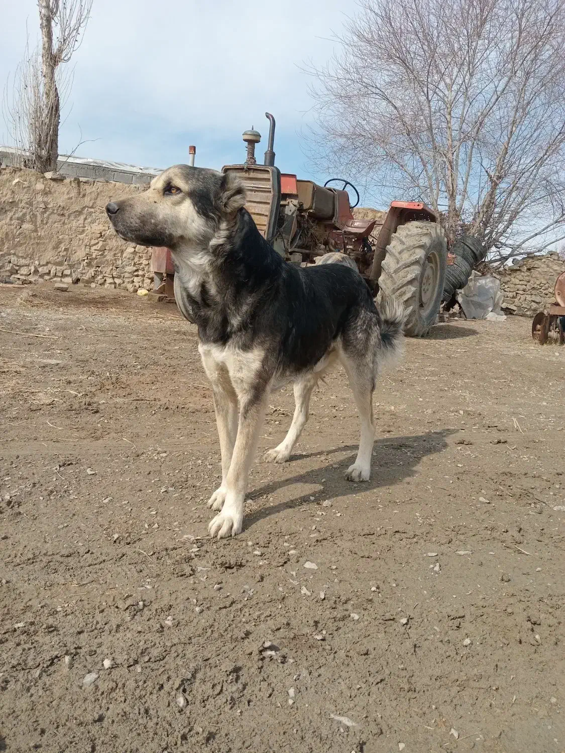 سگ گله|سگ|مانه, |دیوار