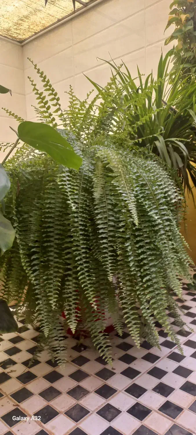 گل و گیاه|گل و گیاه طبیعی|پیشوا, |دیوار