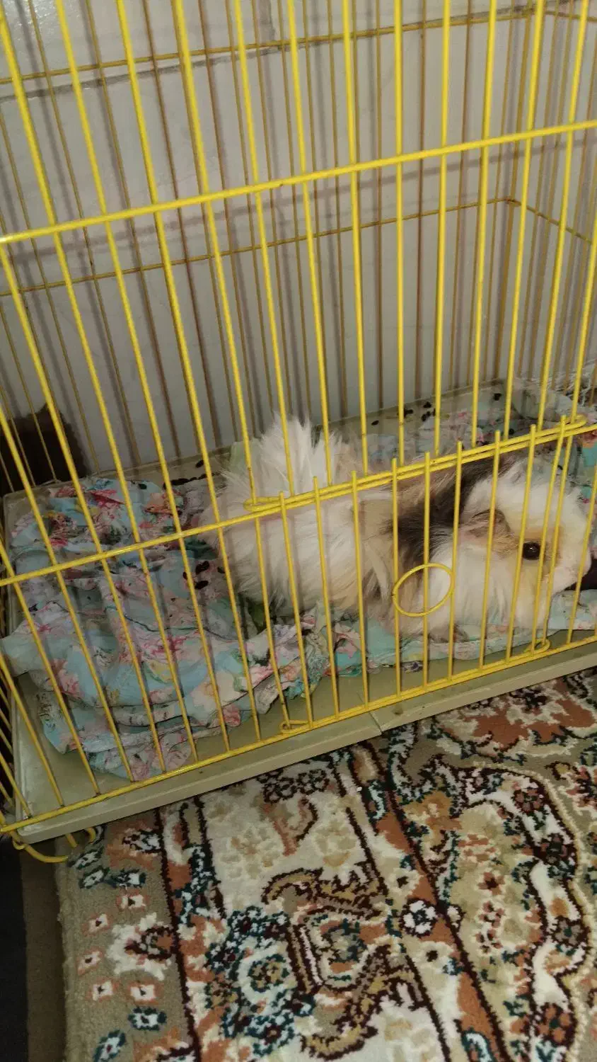 خوکچه هندی|موش و خرگوش|شیراز, شهرک مهرگان|دیوار