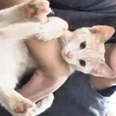 واگذاری گربه|گربه|قم, علی آباد سعدگان|دیوار