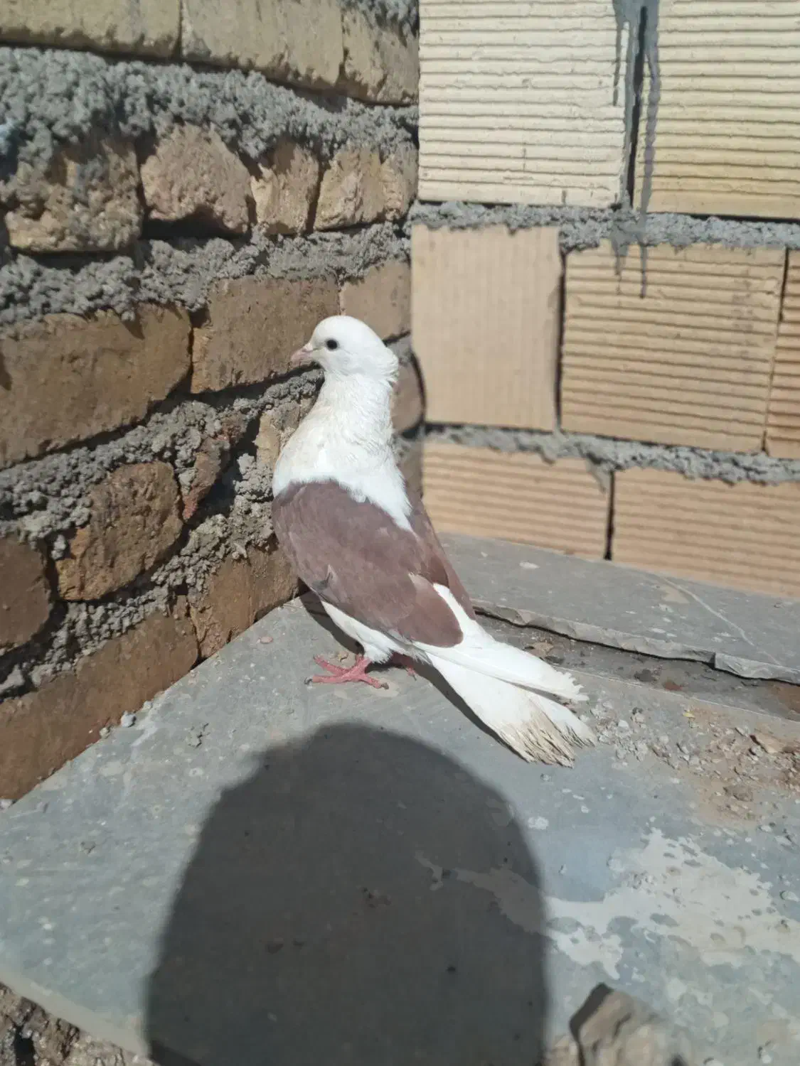 یک جفت کبوتر|پرنده|بیرانوند, |دیوار