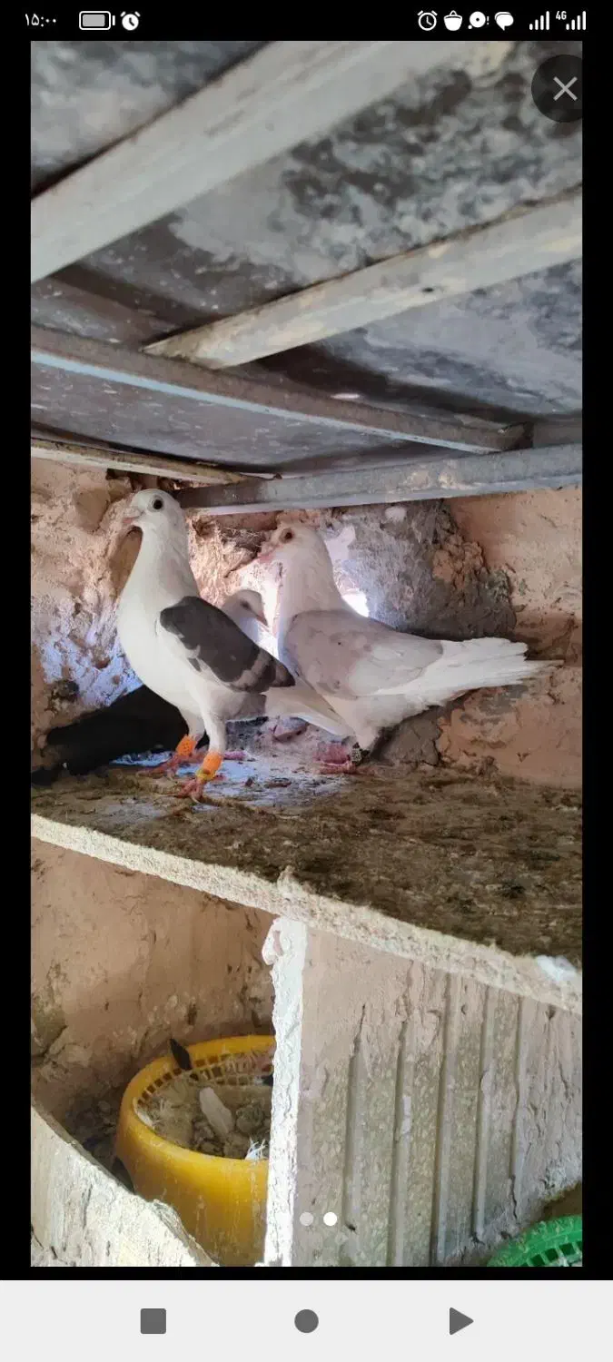 یک جفت پشت گراف و سه عدد جوجه عروس درشت و کشیده|پرنده|اسفراین, |دیوار