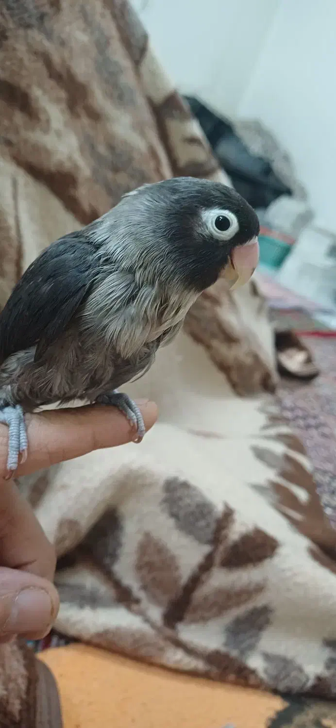 طوطی نقابدار ماده معاوضه انگشتر نقره|پرنده|فردیس, شهرک وحدت|دیوار