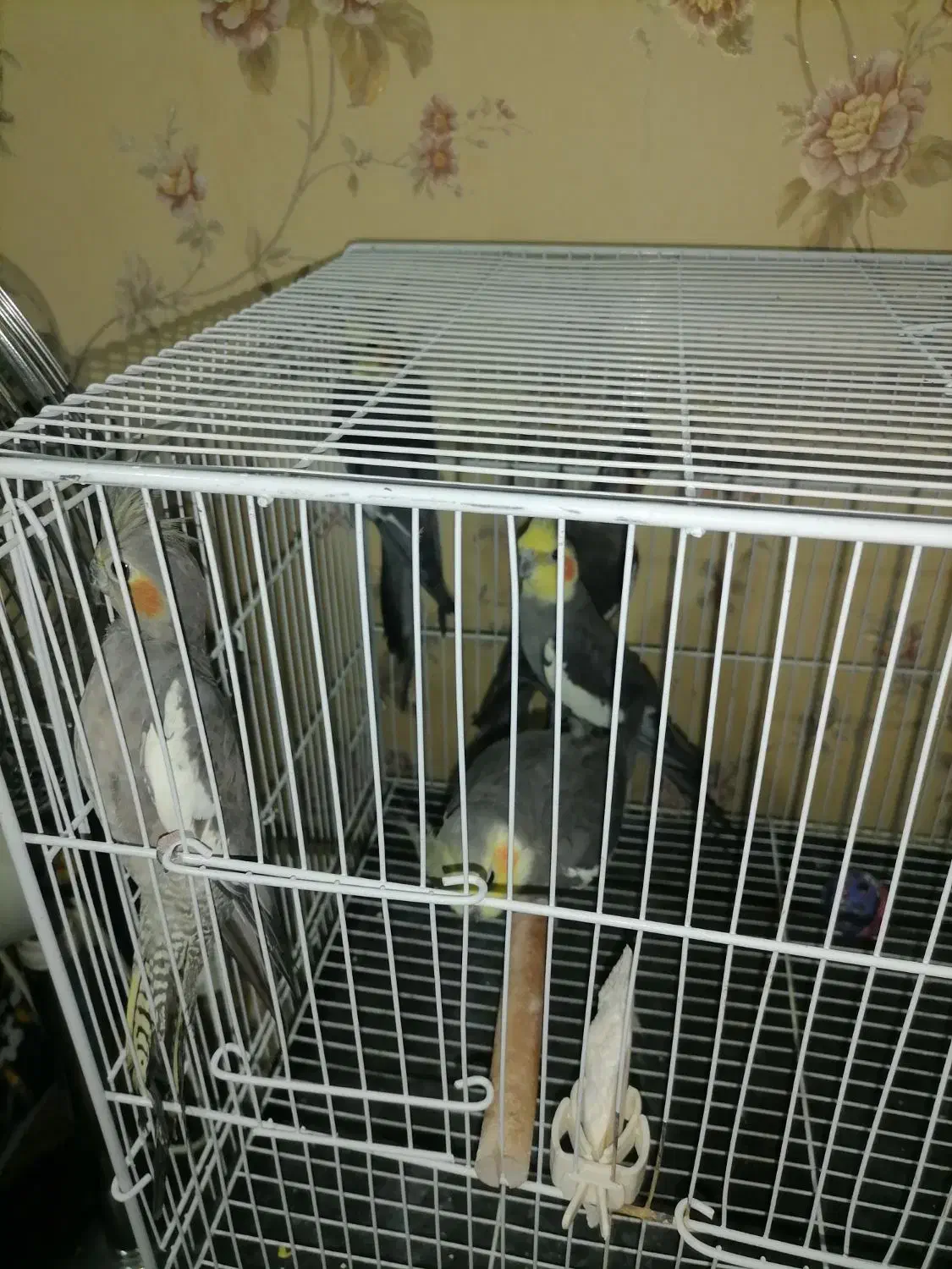 پرنده های سخن گو|پرنده|آزادشهر, |دیوار