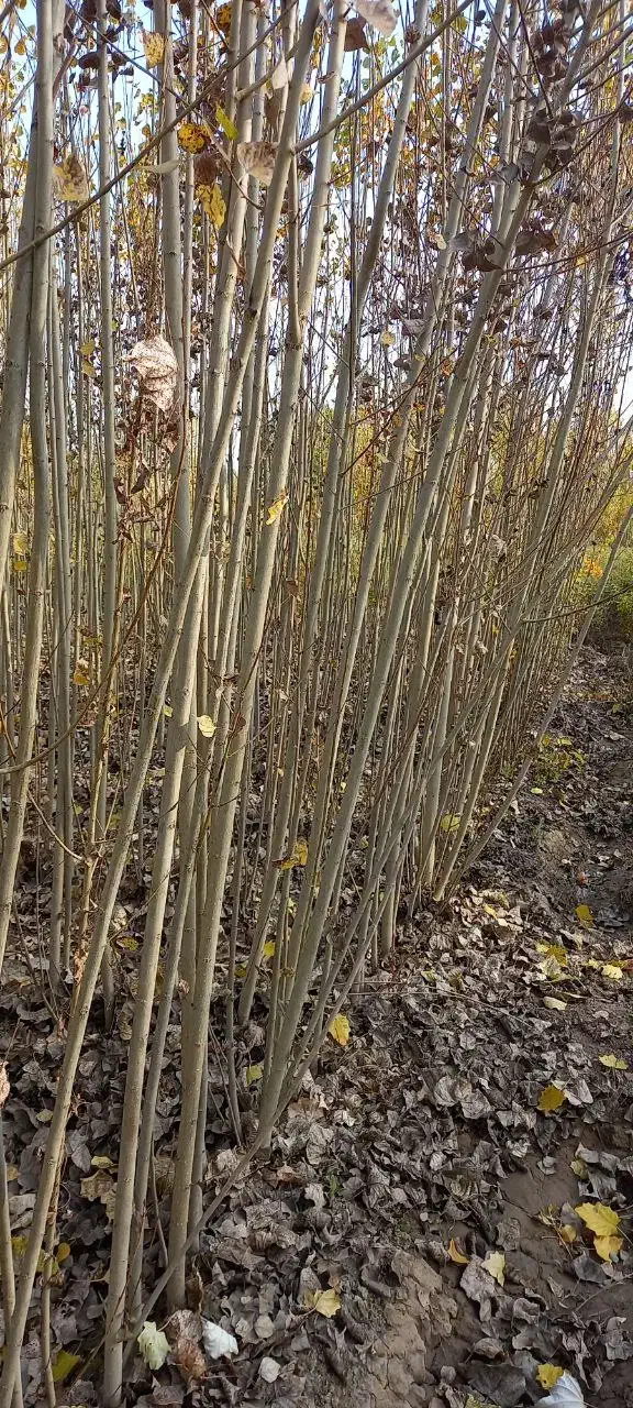 فروش صنوبر.قلمه کشاورزی نیگرا.تبریزی|گل و گیاه طبیعی|خوی, |دیوار