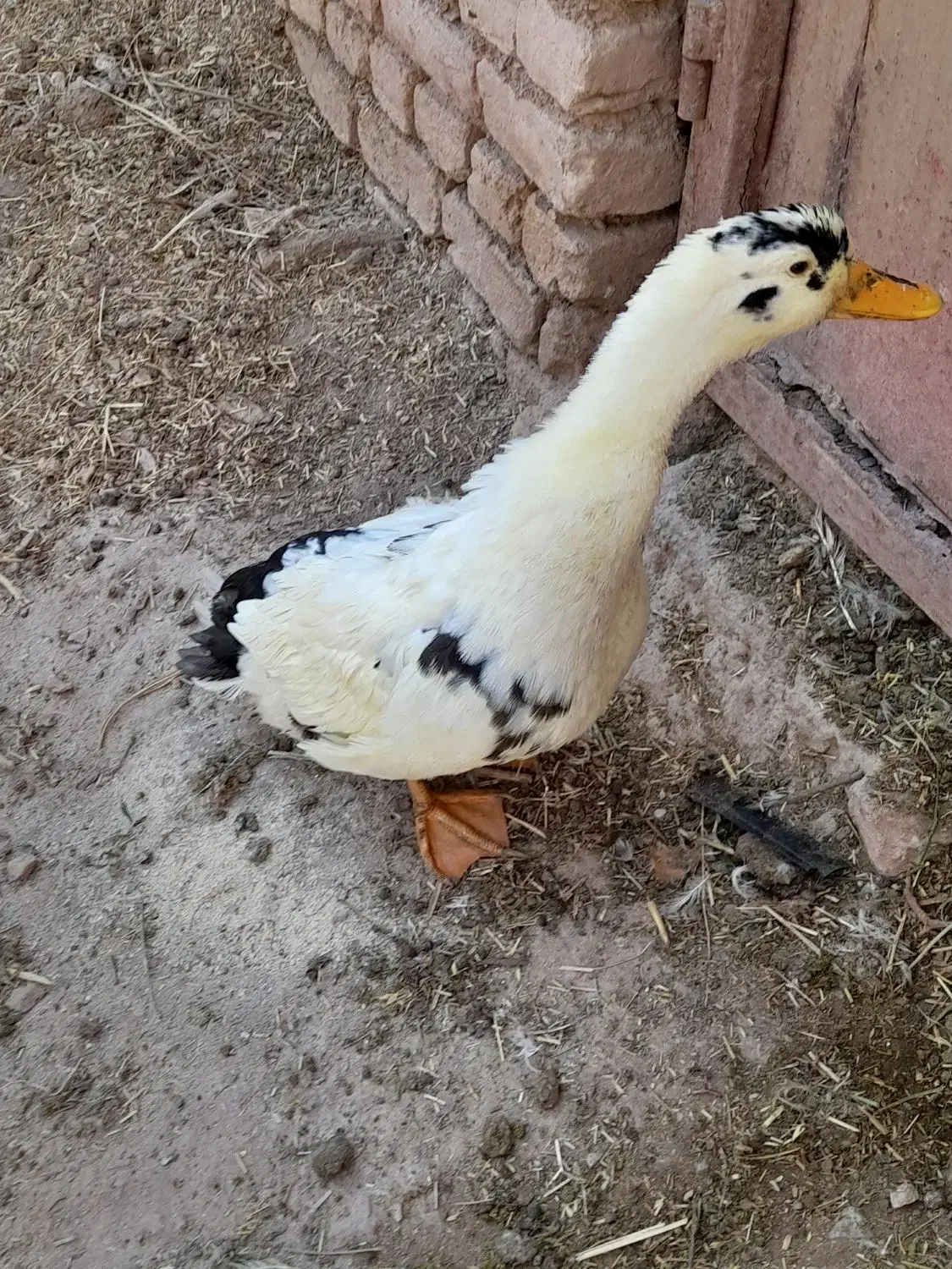 اردک|حیوانات مزرعه|محلات, |دیوار