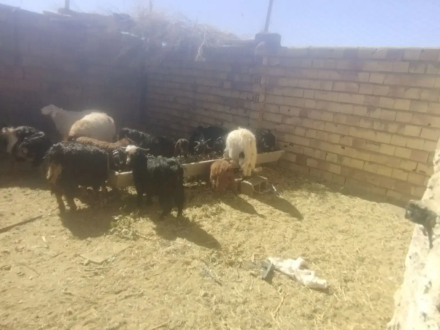 بزغاله نر وبره نر|حیوانات مزرعه|سده (خراسان جنوبی), |دیوار