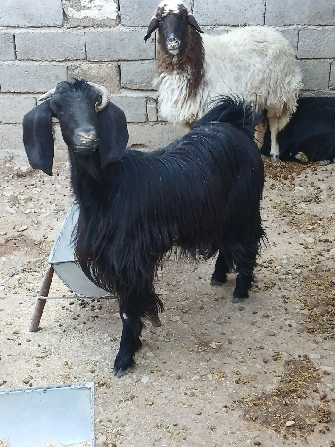 فروش گوسفندجوان وبزجوان(توشتیر)پروار|حیوانات مزرعه|دهلران, |دیوار