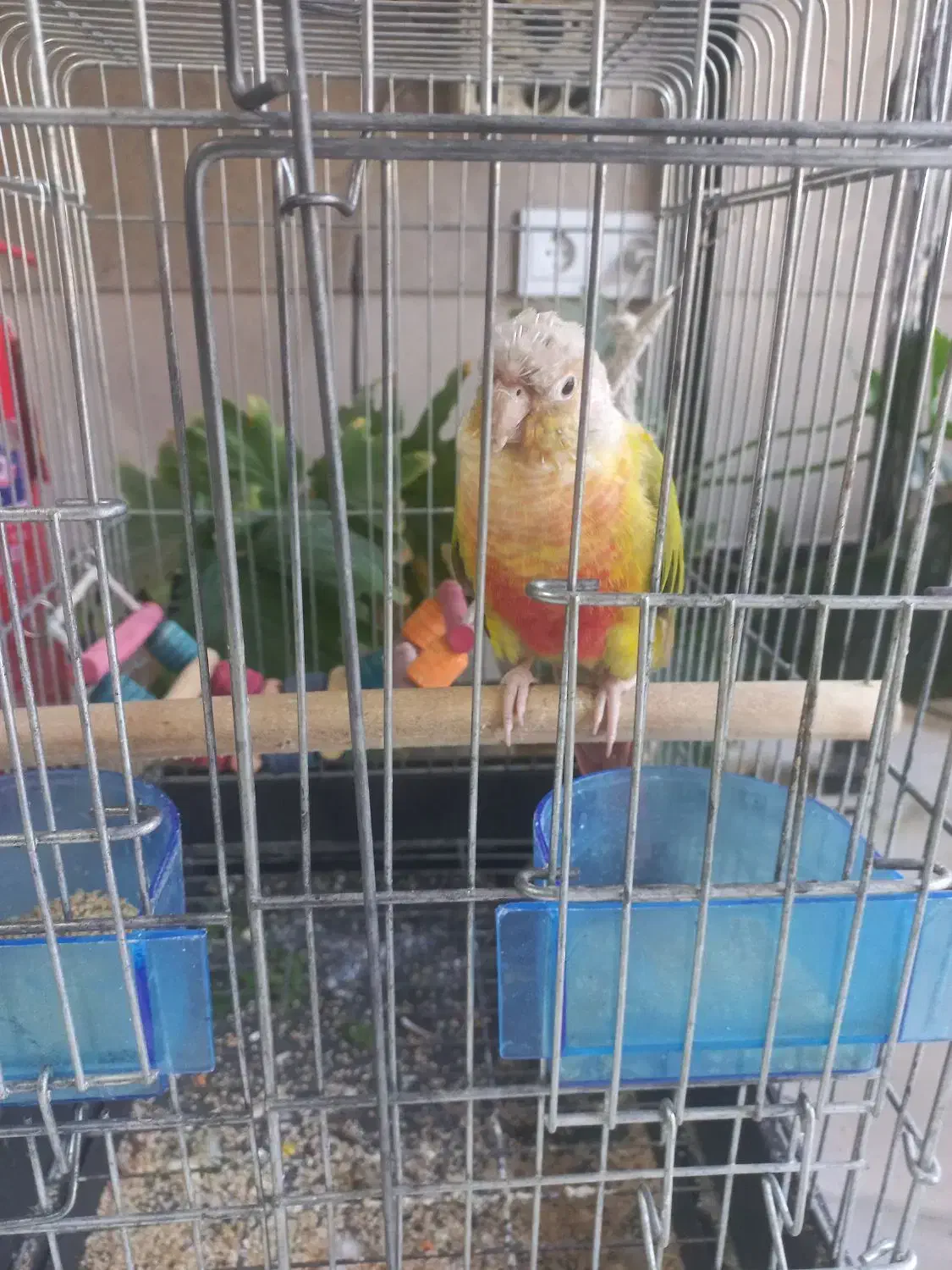 گرینچیک ماده|پرنده|کهریزک, |دیوار