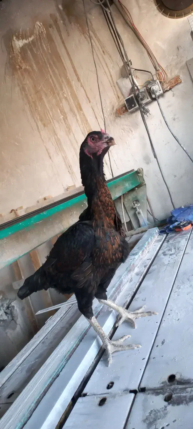 مرغ لاری|حیوانات مزرعه|دماوند, دماوند|دیوار