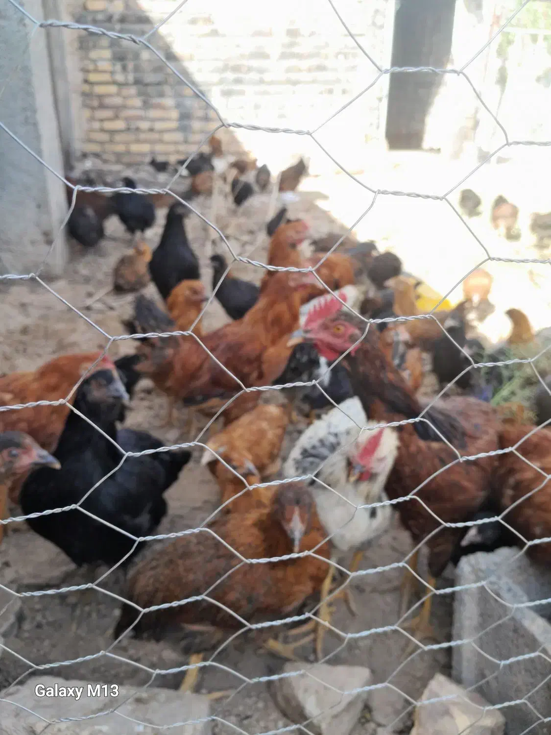 خروس شمالی|حیوانات مزرعه|فرمهین, |دیوار