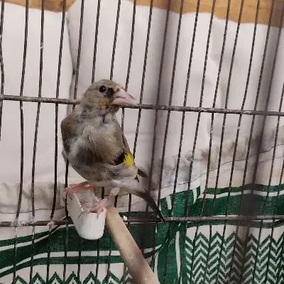 سهره دورگ نر انتیک|پرنده|کهریزک, |دیوار