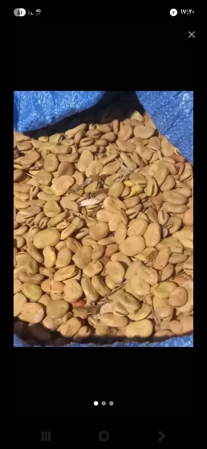 باقالی شاخ بزی|خوردنی و آشامیدنی|زاغه, |دیوار