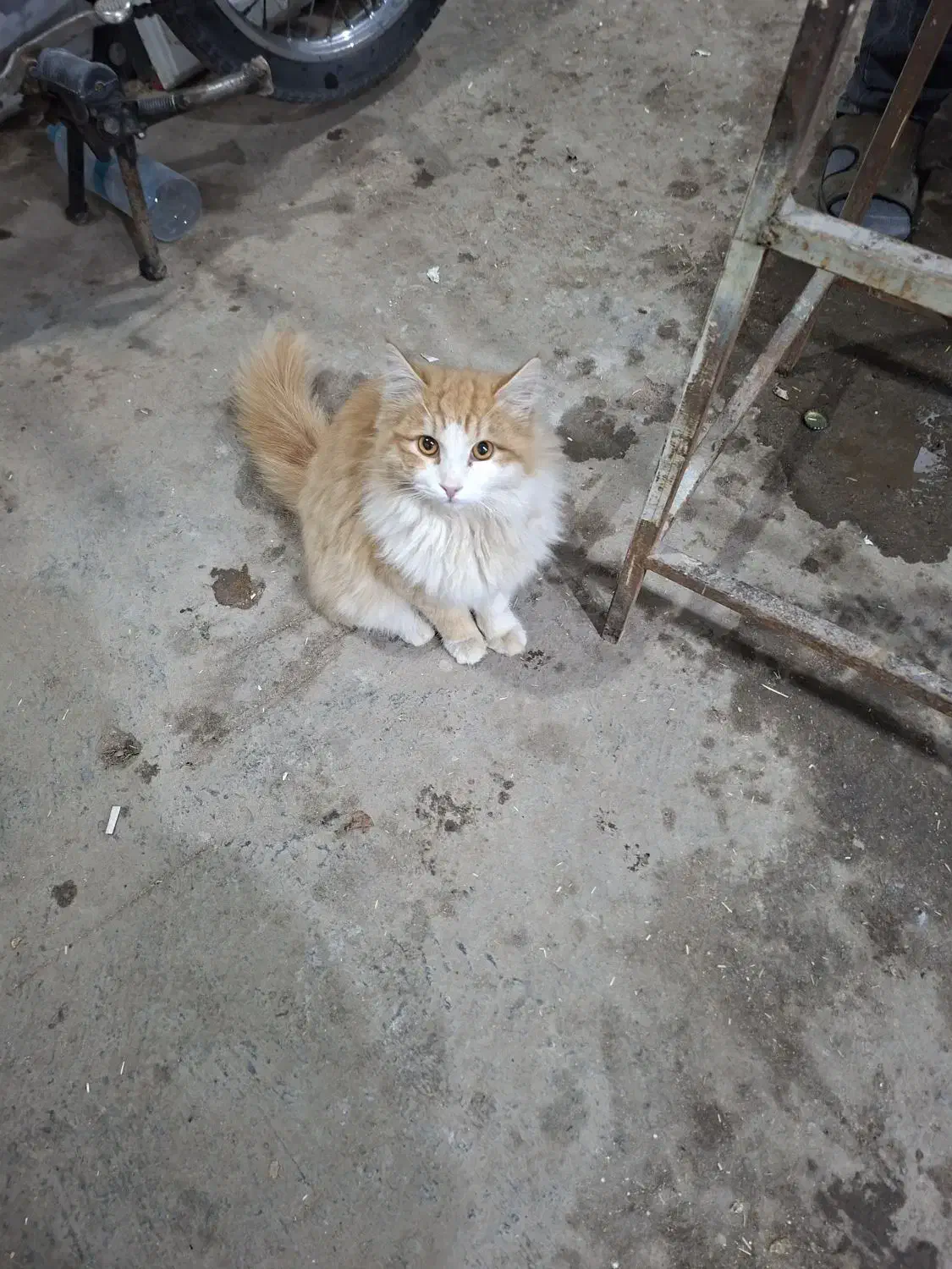 گربه اهلی|گربه|بیرجند, |دیوار