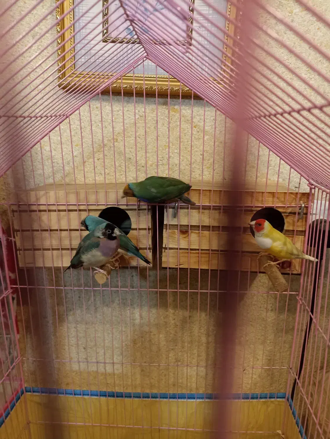 طوطی کوتوله فیشر مولد و فنج|پرنده|قشم, |دیوار