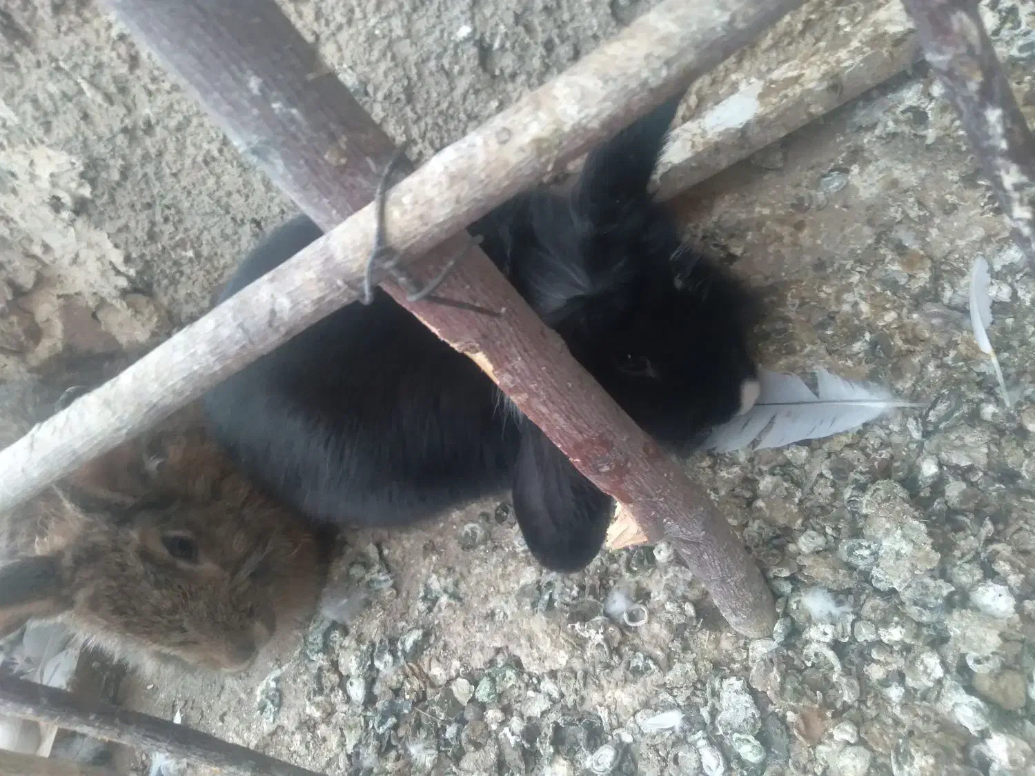 خرگوش لوپ|موش و خرگوش|قائن, |دیوار