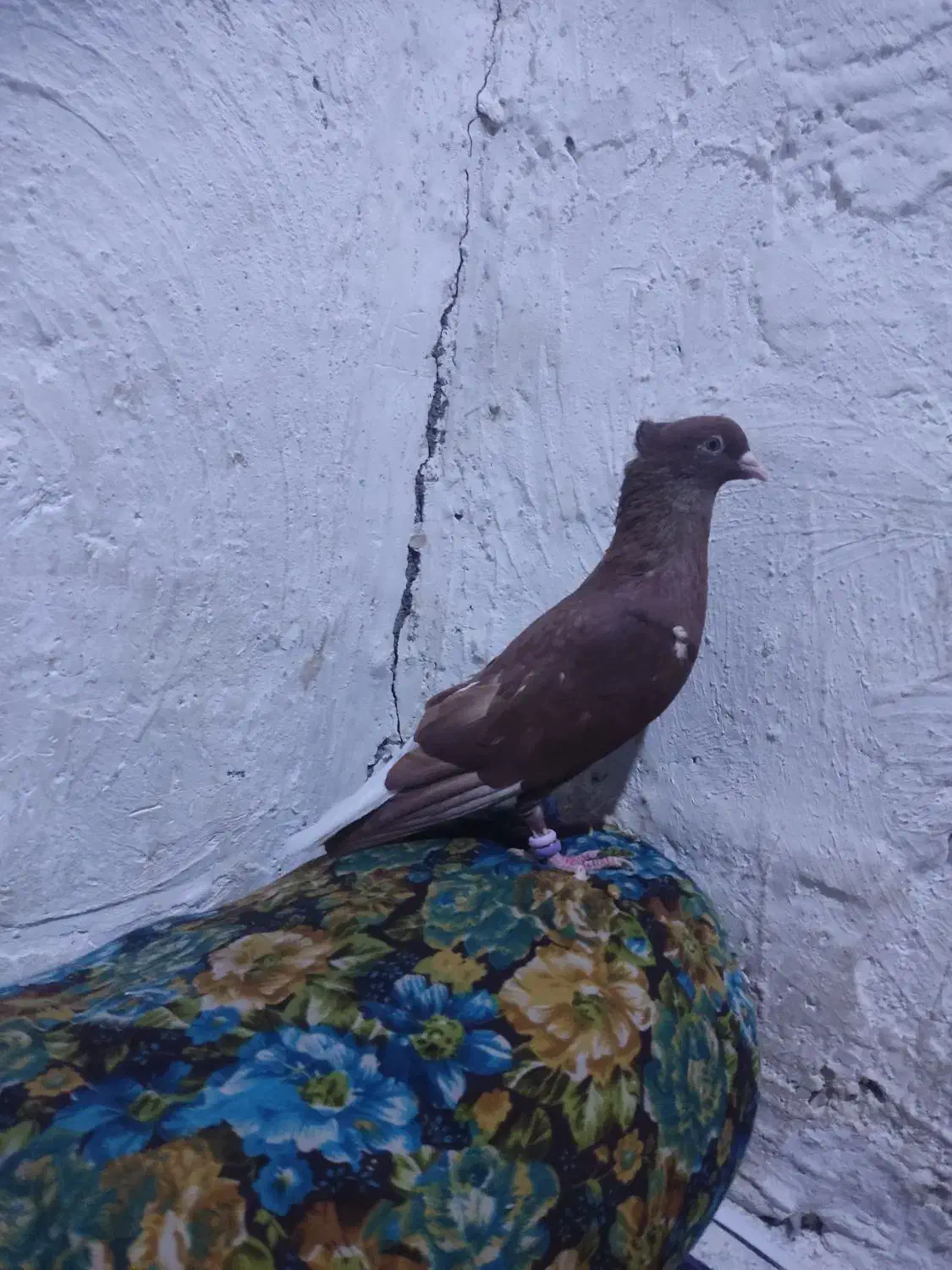 زرگان|پرنده|باوی, |دیوار