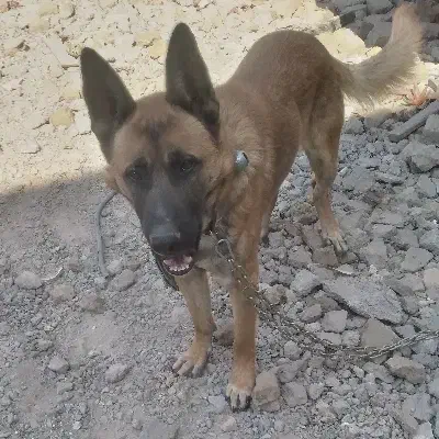 سگ ژرمن|سگ|پاکدشت, پاکدشت (مامازند)|دیوار