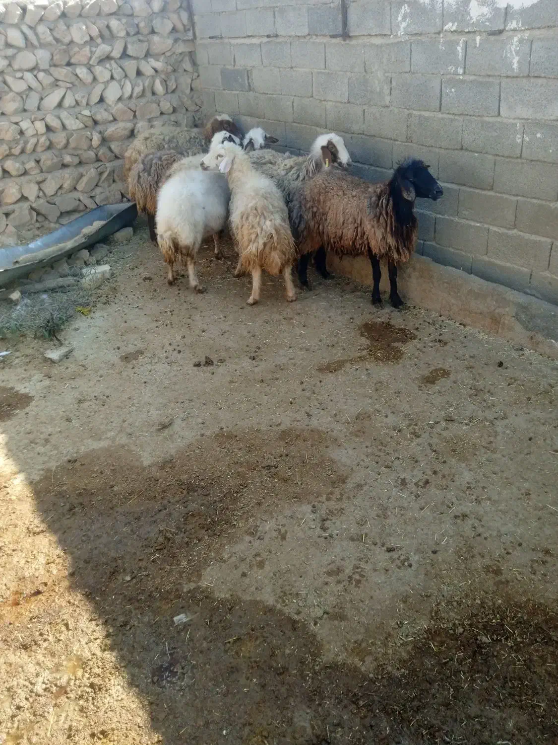 ۸راس میش|حیوانات مزرعه|کوهدشت, |دیوار