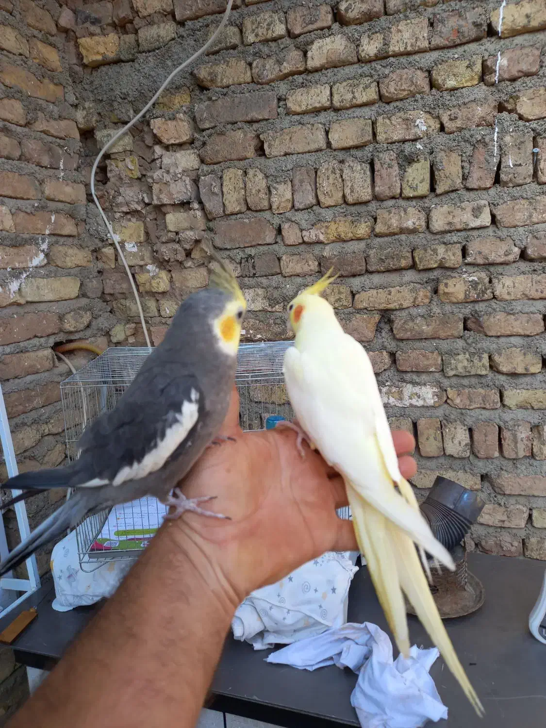 جفت عروس هلندی حرفه ای رام رام|پرنده|هشتگرد, هشتگرد قدیم|دیوار