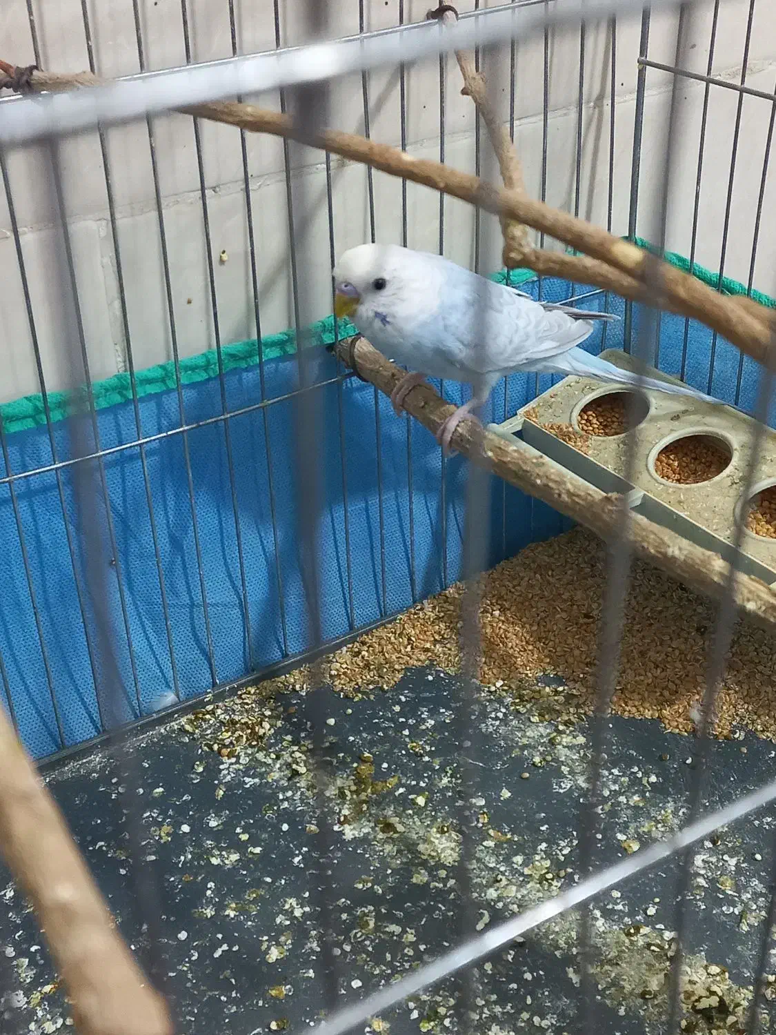 مرغ عشق بالغ|پرنده|فهرج, |دیوار