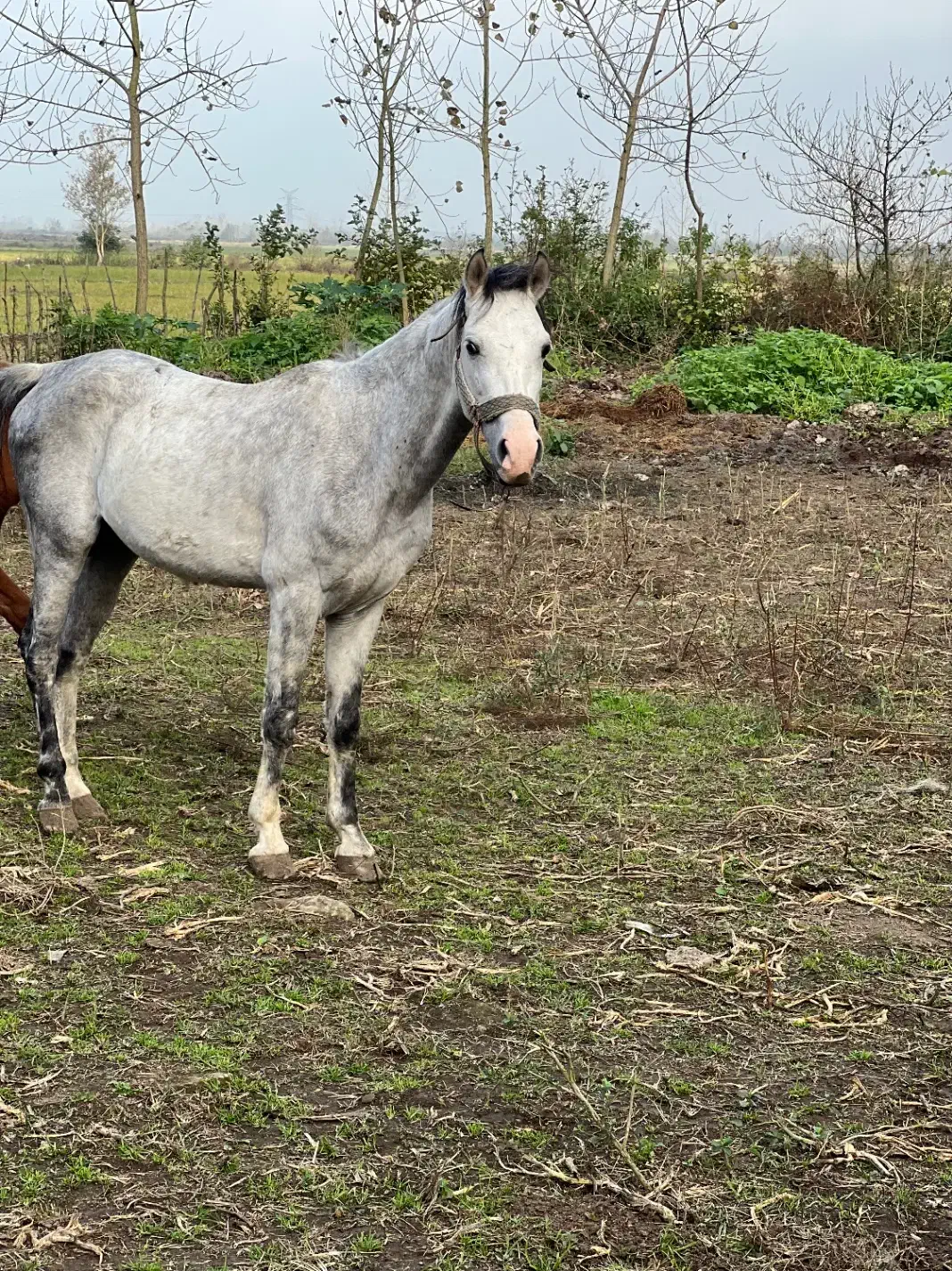 فروشنده اسب هر اسبی که بخاید موجود هست|اسب و تجهیزات اسب‌سواری|پیربازار, |دیوار