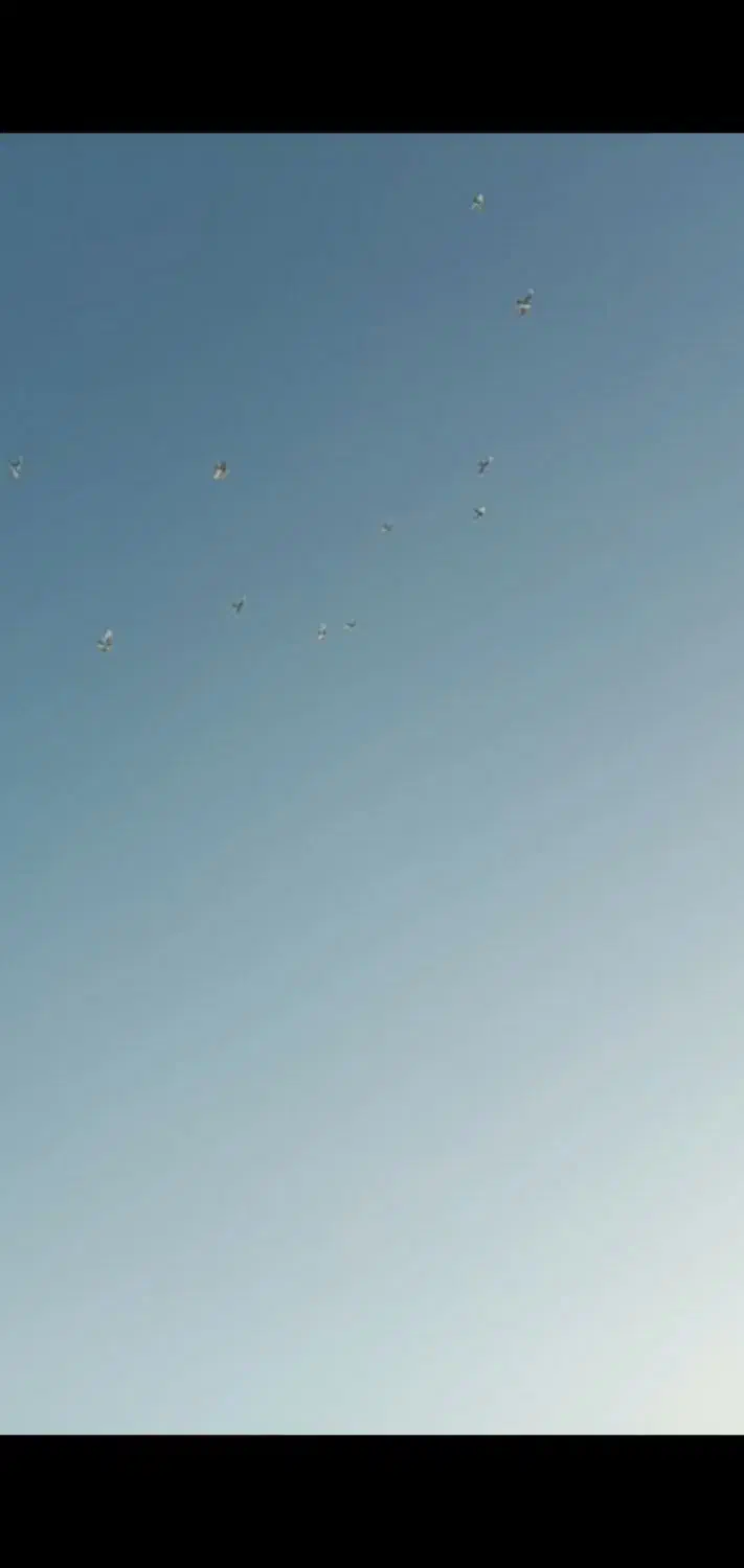 طوقی|پرنده|ایلام, |دیوار