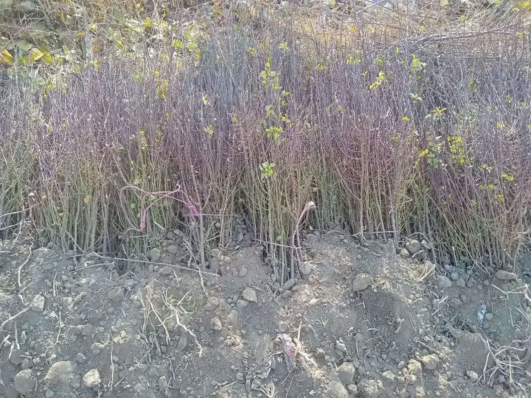 نهال نرک آلبالو تلخ ، 1،2سال درخت نهالستان در مشهد|گل و گیاه طبیعی|مشهد, خواجه ربیع|دیوار