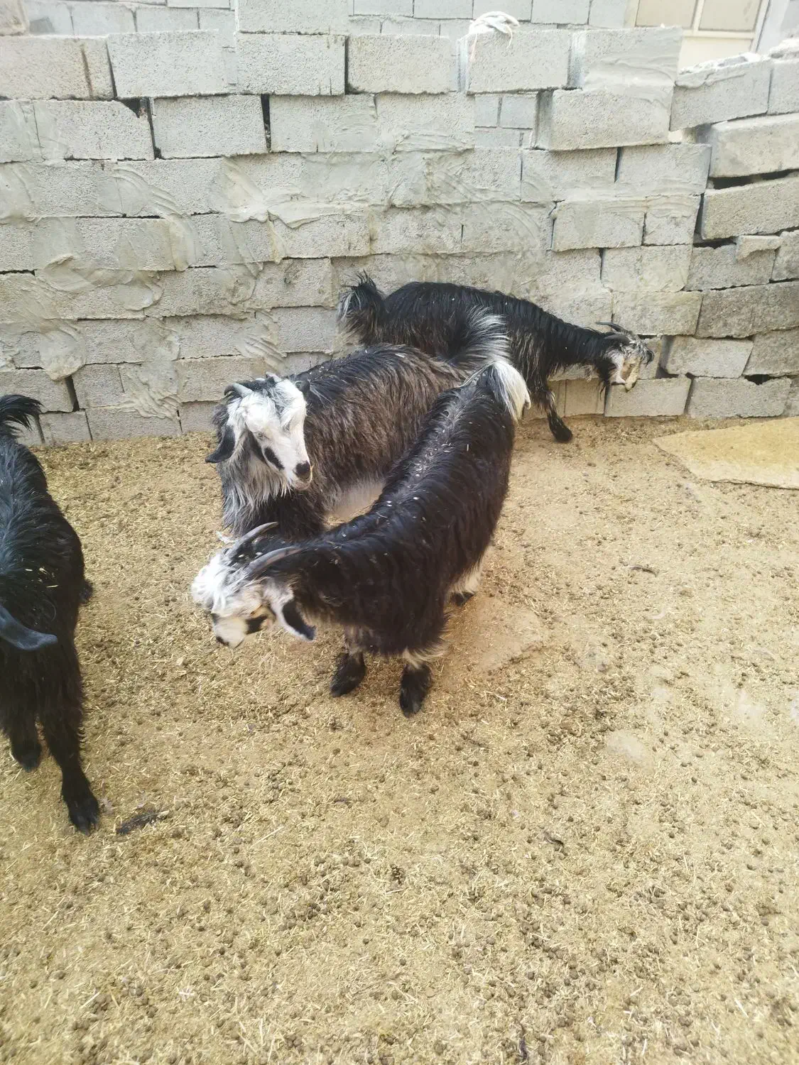 3تا بیگ تخمی داشتی|حیوانات مزرعه|ایذه, |دیوار