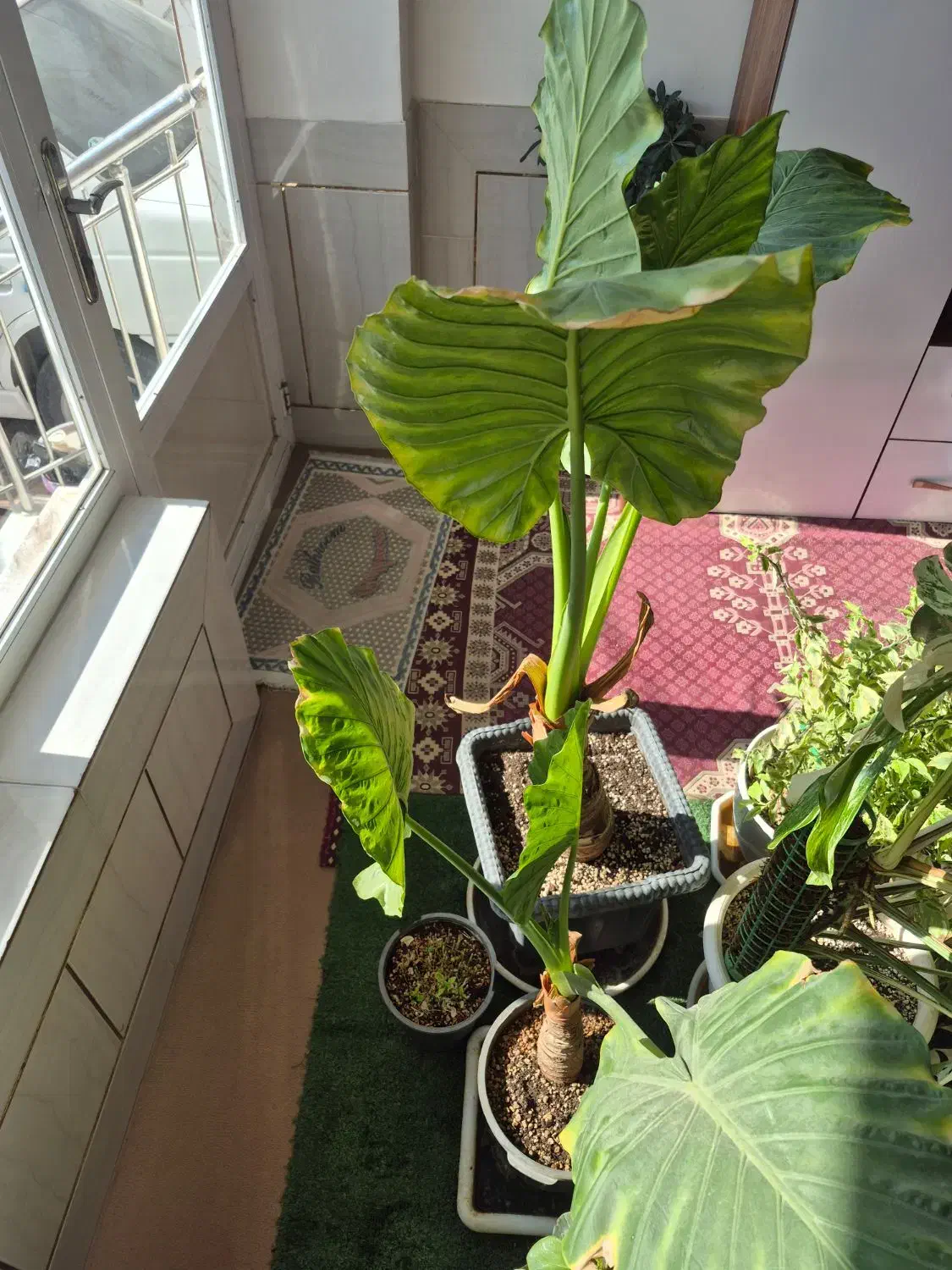 بابا ادم جاینت|گل و گیاه طبیعی|فلاورجان, |دیوار