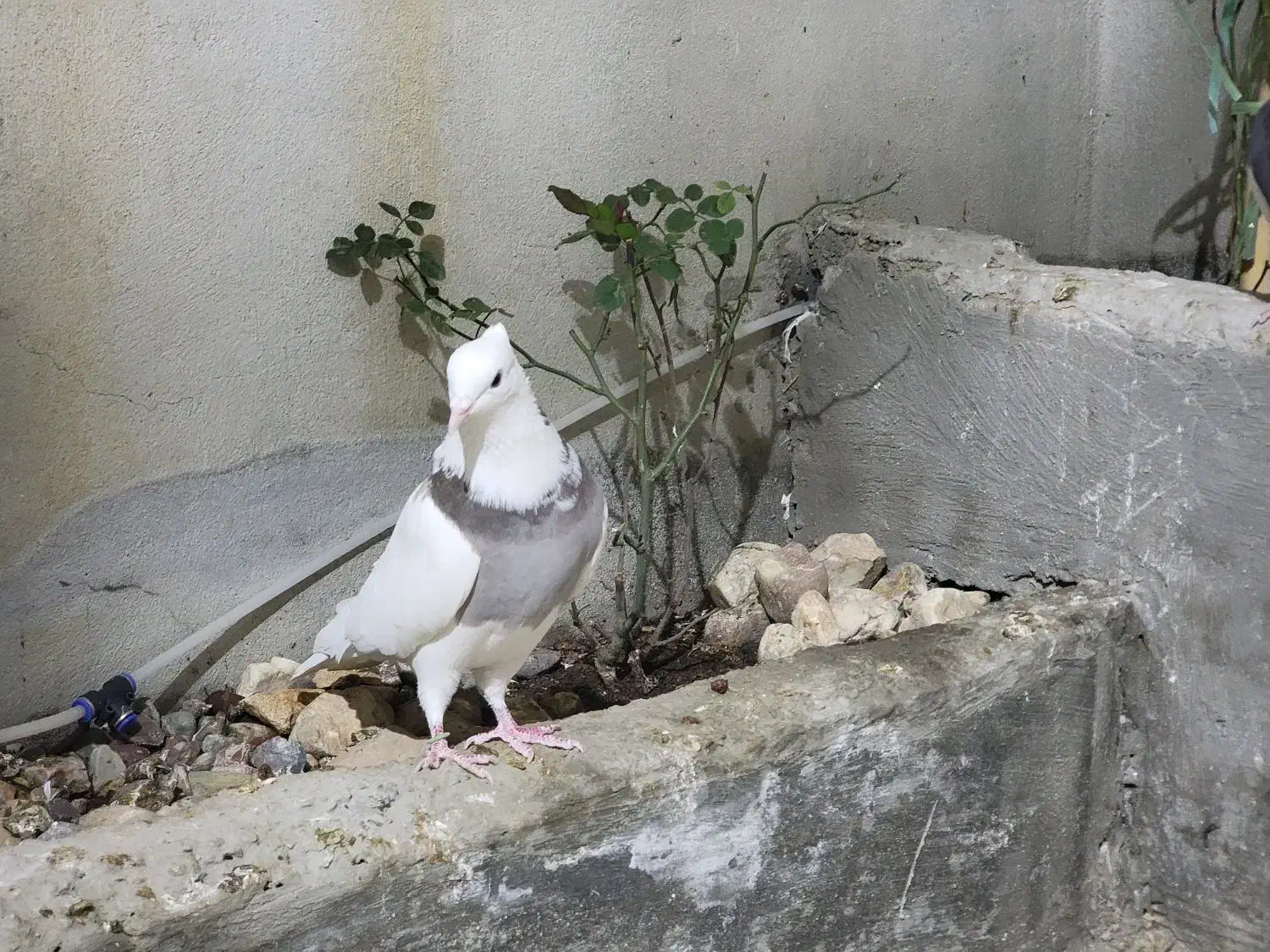 کبوتر|پرنده|ایلام, |دیوار