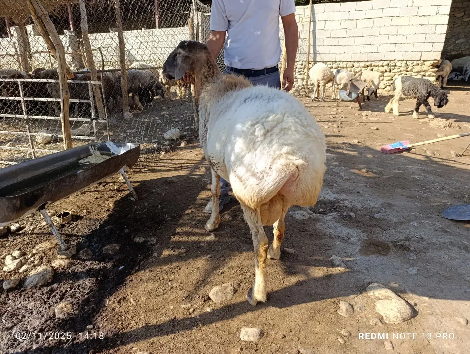 قوچ داشتی|حیوانات مزرعه|کوه چنار, |دیوار