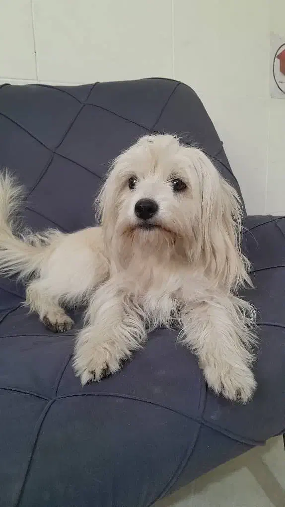 واگذاری شیتزو ماده|سگ|تهران, جنت‌آباد شمالی|دیوار