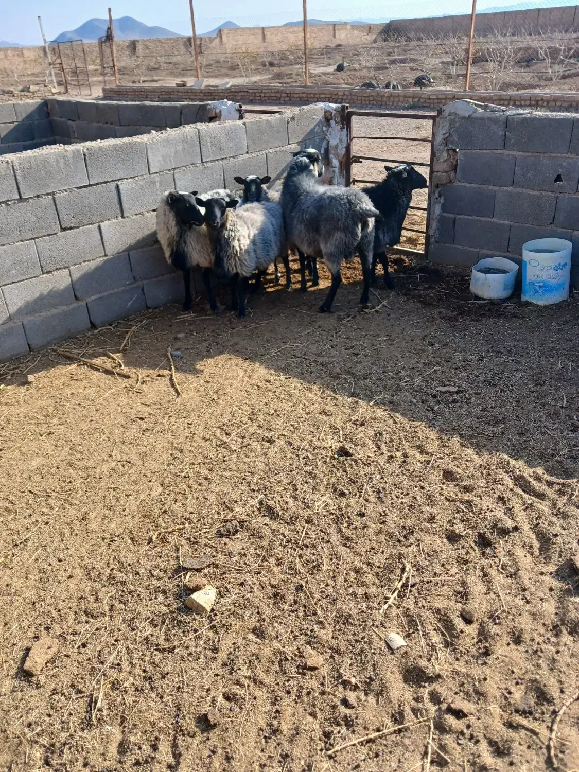 قوچ  وبره قوچ های رومانف|حیوانات مزرعه|شهریار, شهریار|دیوار