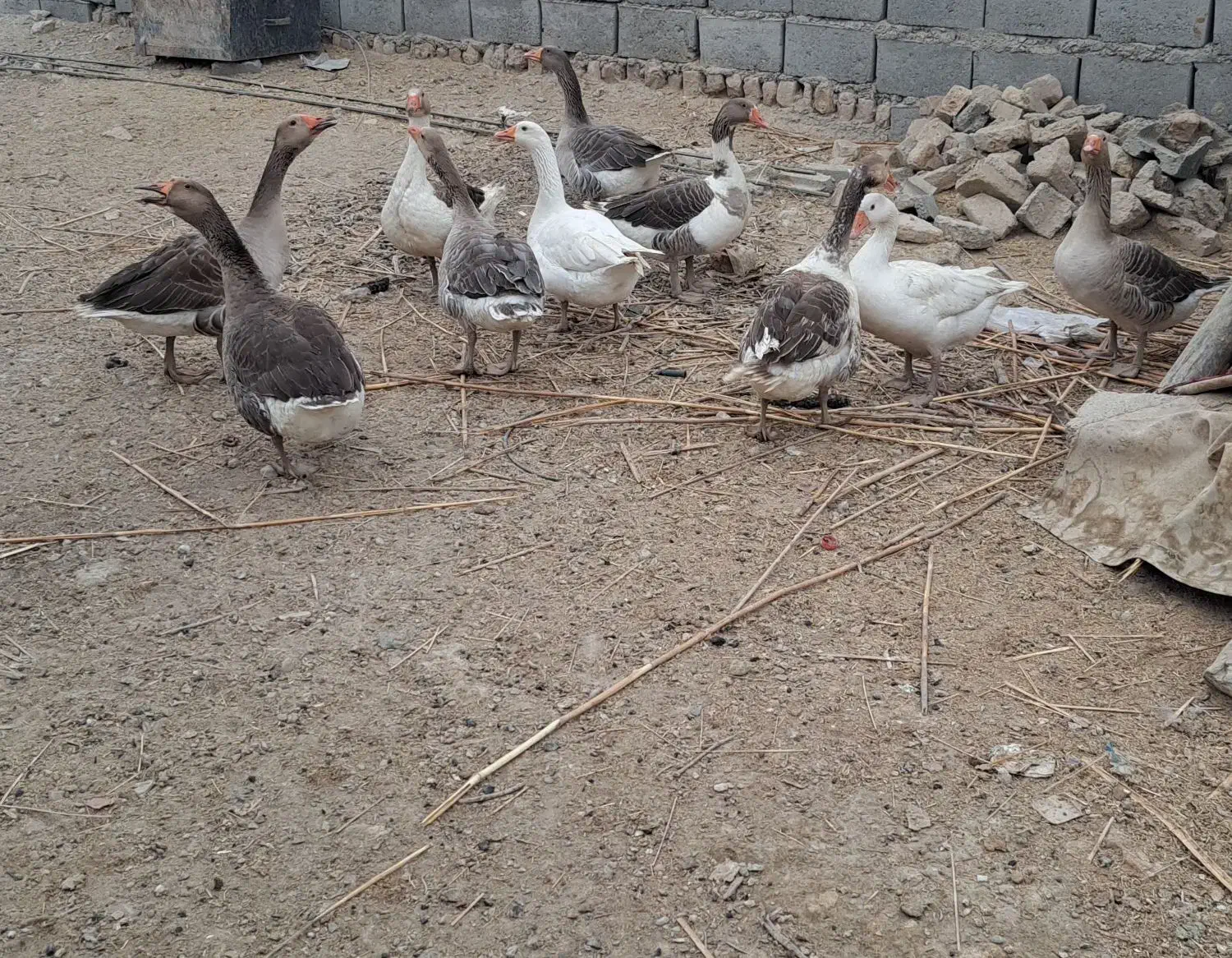 بوقلمون وغاز|حیوانات مزرعه|نیمروز, |دیوار