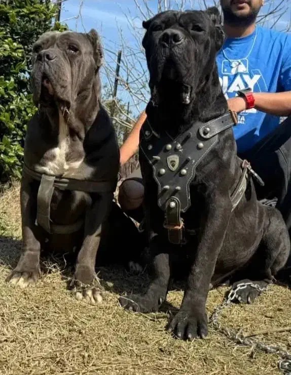 ماستیف ایتالیایی کنکورسو|سگ|اندیشه, اندیشه فاز ۳|دیوار