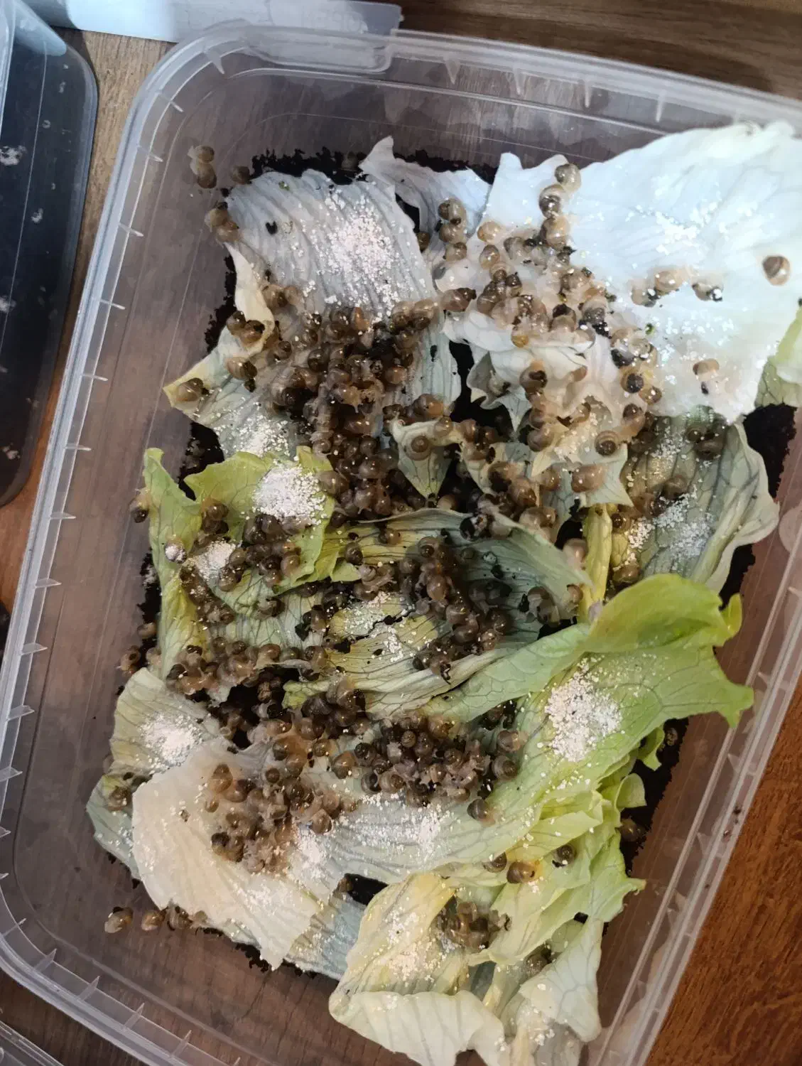 جوجه حلزون|خزنده|تهران, جنت‌آباد مرکزی|دیوار