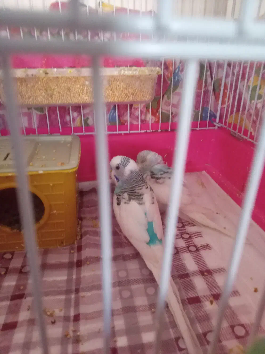 مرغ عشق|پرنده|نسیم‌شهر, |دیوار