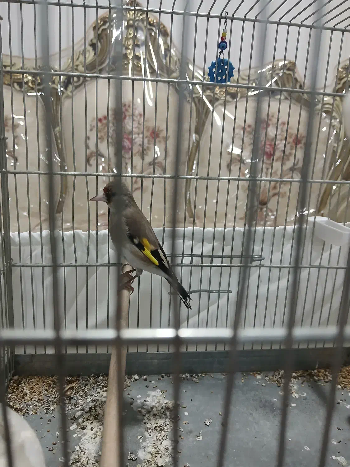 سهره ماده|پرنده|فردیس, شهرک شهید حسینی|دیوار