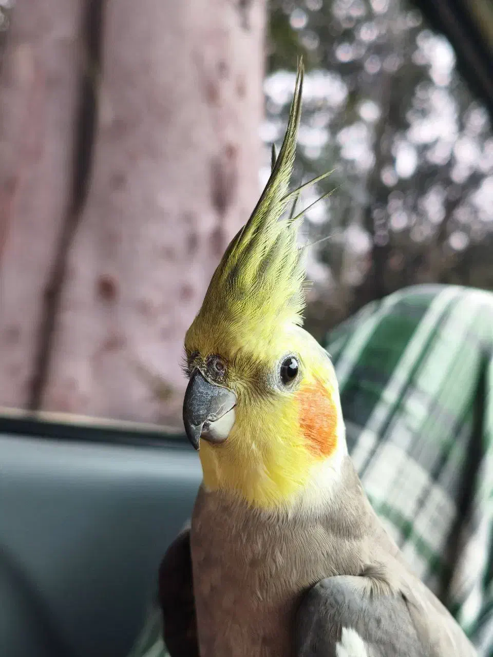 هلندی گم شده|حیوانات|فومن, |دیوار