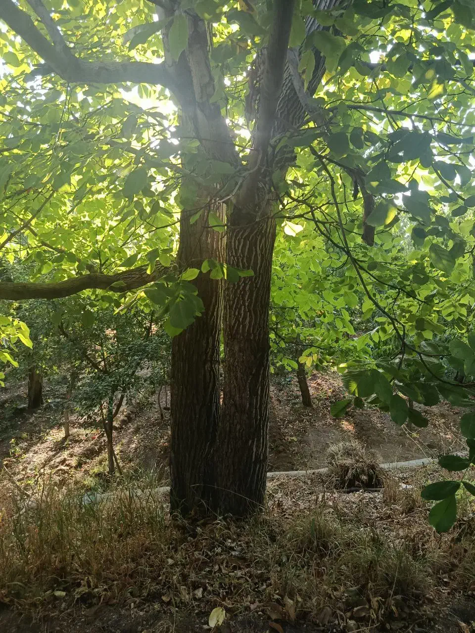 باغچه ۲۳۳ متری در منطقه خوش آب‌وهوای خورارنگه|فروش زمین و ملک کلنگی|آسارا, |دیوار