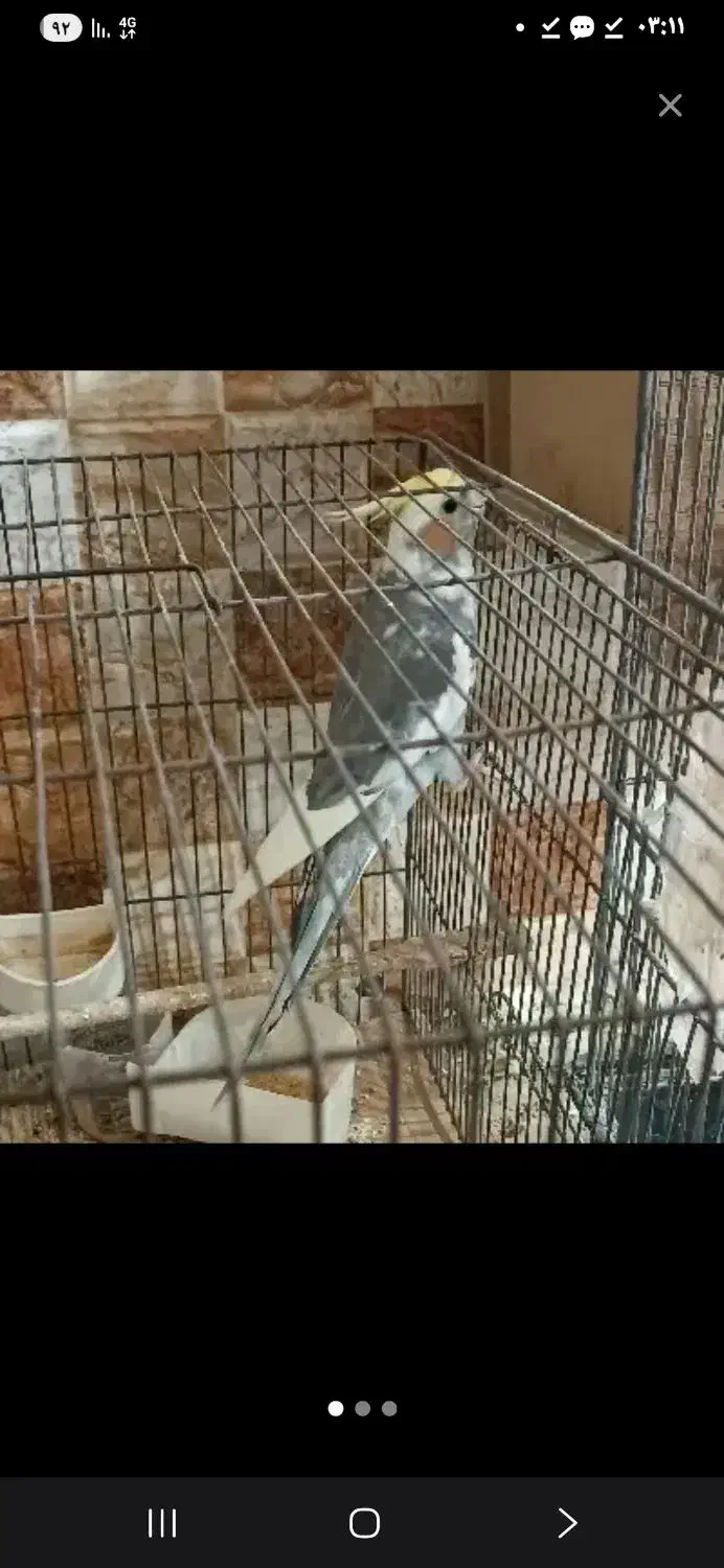 عروس هلندی لوتینوالبینوبا تخم و جوجه گلشهر|پرنده|مشهد, نیزه|دیوار