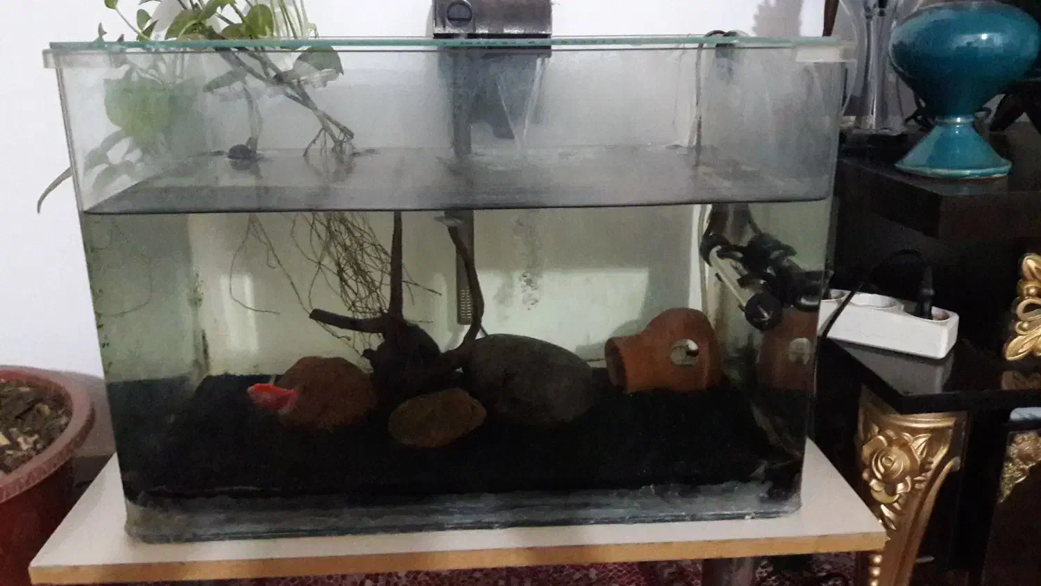 اکواریوم شیشه خم|ماهی|سنندج, |دیوار