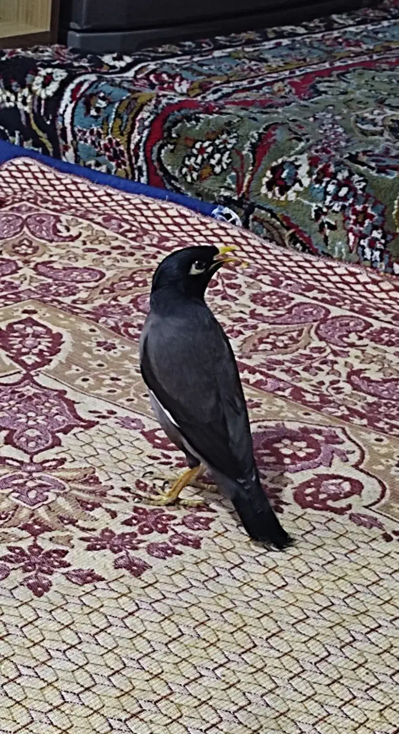 مینا سخنگو|پرنده|مشهد, کشاورز|دیوار