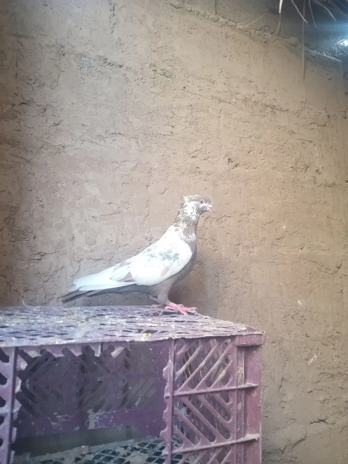 کبوتر ملقی|پرنده|ارزوئیه, |دیوار