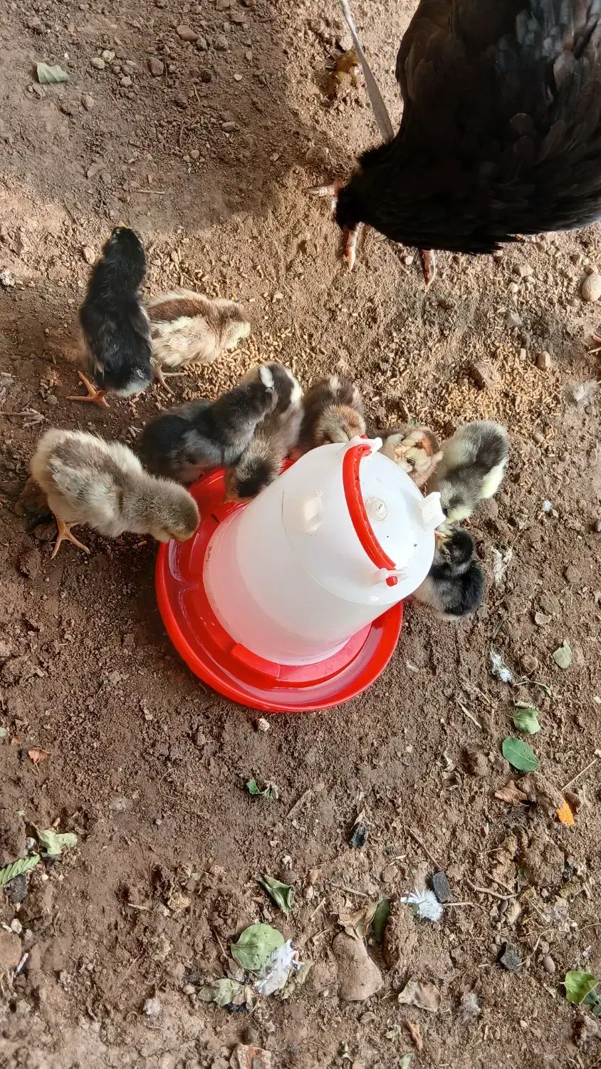 جوجه گلین|حیوانات مزرعه|دهلران, |دیوار