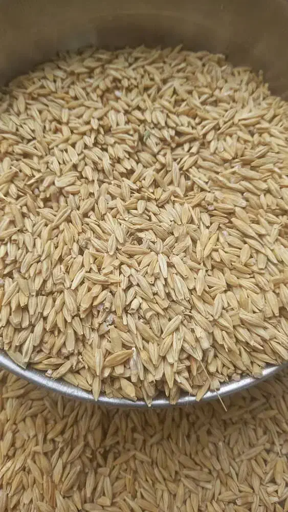 فروش جو تمیز و کاملا مناسب جهت بذر|خدمات باغبانی و درختکاری|خرمآباد, |دیوار