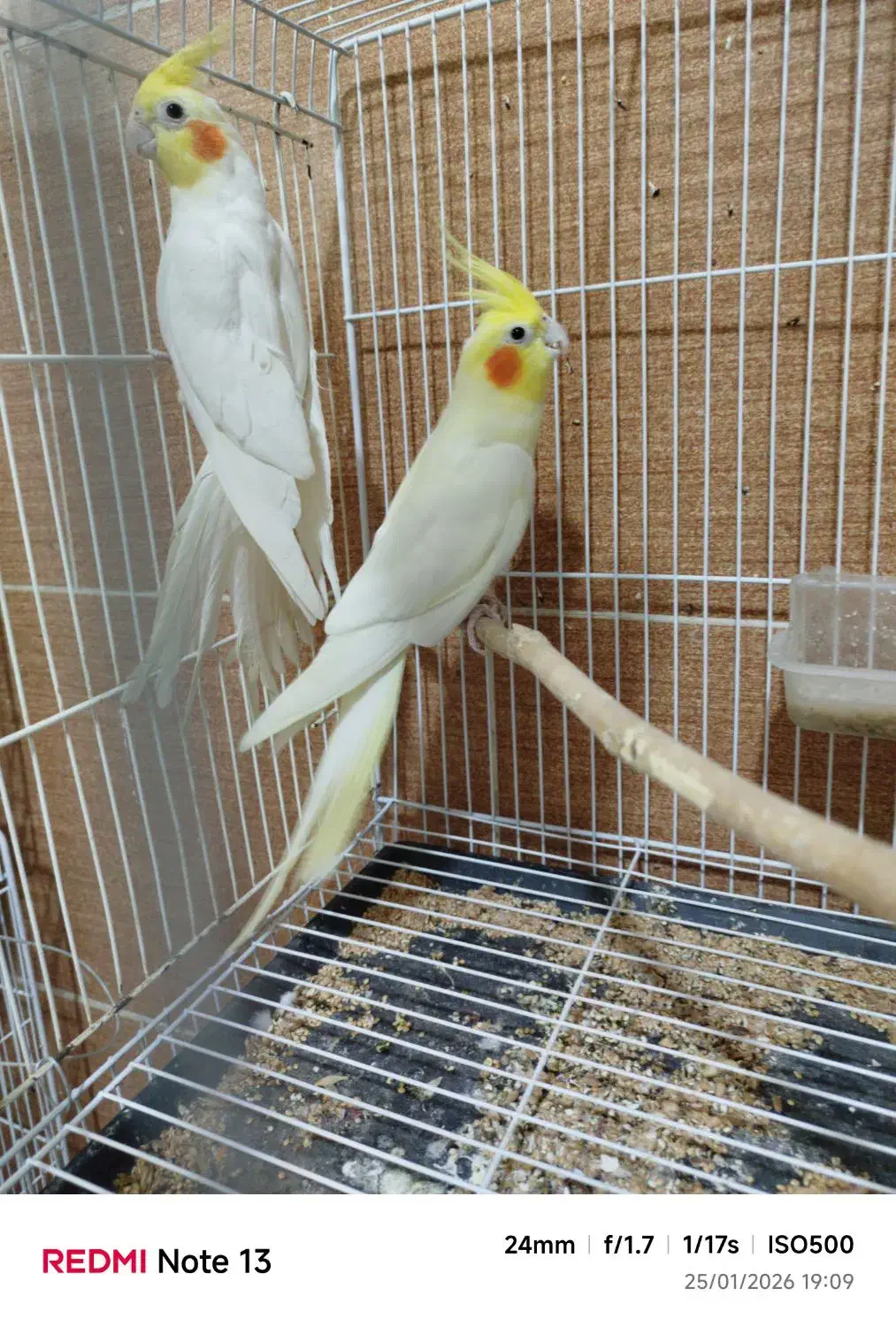 عروس هلندی لوتینو|پرنده|مینودشت, |دیوار