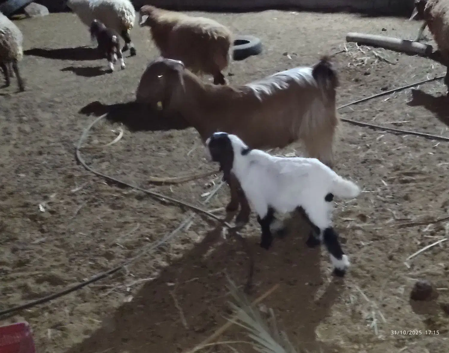 بز شکم دوم فروشی|حیوانات مزرعه|بیرک, |دیوار